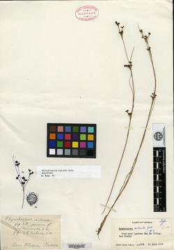 Image of Rhynchospora sulcata