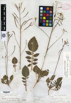Oenothera watsonii image