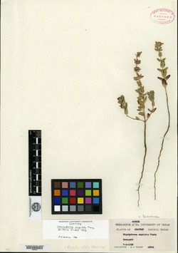Image of Stachydeoma angulata