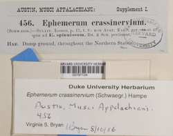 Ephemerum crassinervium image