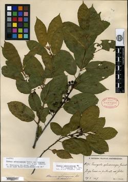 Rhamnus sphaerosperma image