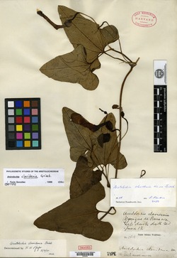 Aristolochia clavidenia image
