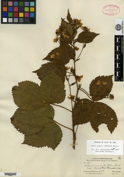 Rubus recurvicaulis var. armatus image