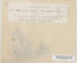 Amphidium mougeotii image