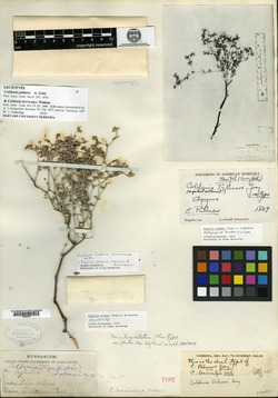 Coldenia brevicalyx image