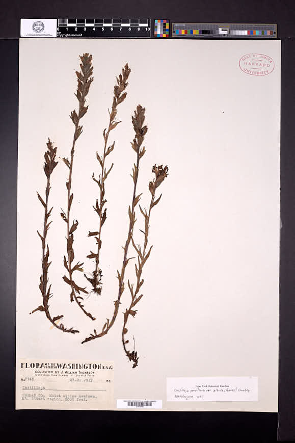 Castilleja parviflora var. albida image