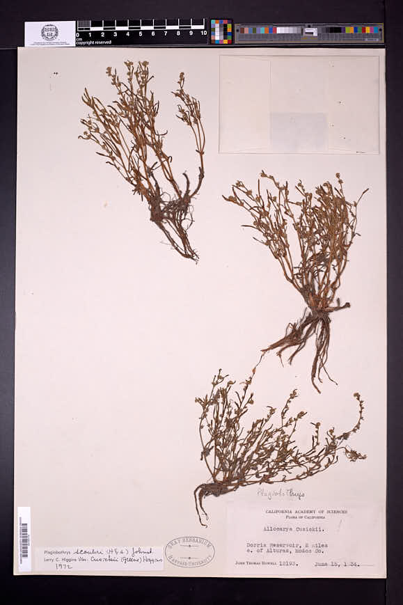 Plagiobothrys scouleri var. cusickii image