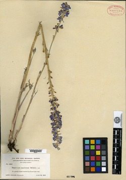 Image of Delphinium cuyamacae