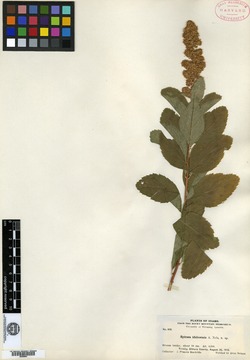 Spiraea douglasii subsp. douglasii image