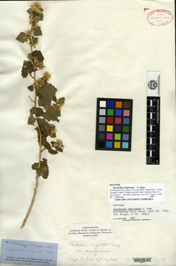 Image of Brickellia reniformis