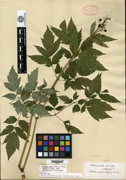 Actaea viridiflora image