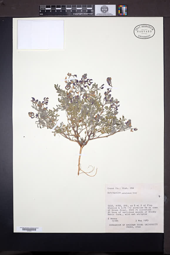 Astragalus sabulonum image
