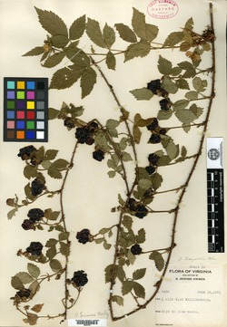 Image of Rubus grimesii