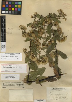 Image of Acourtia lobulata