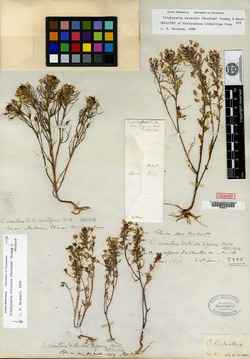 Orthocarpus bidwelliae image