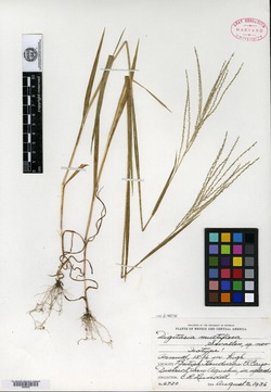 Image of Digitaria multiflora
