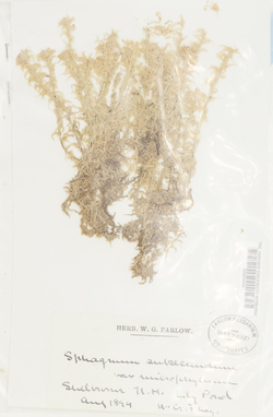 Sphagnum subsecundum var. microphyllum image