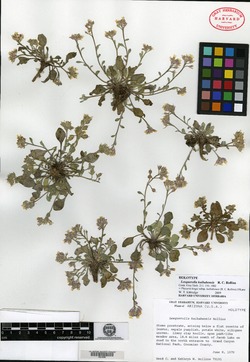 Physaria kaibabensis image