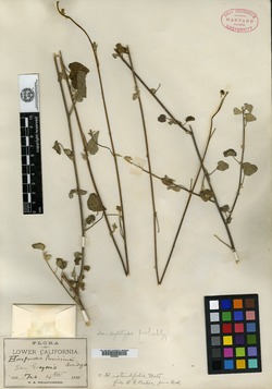 Image of Horsfordia rotundifolia