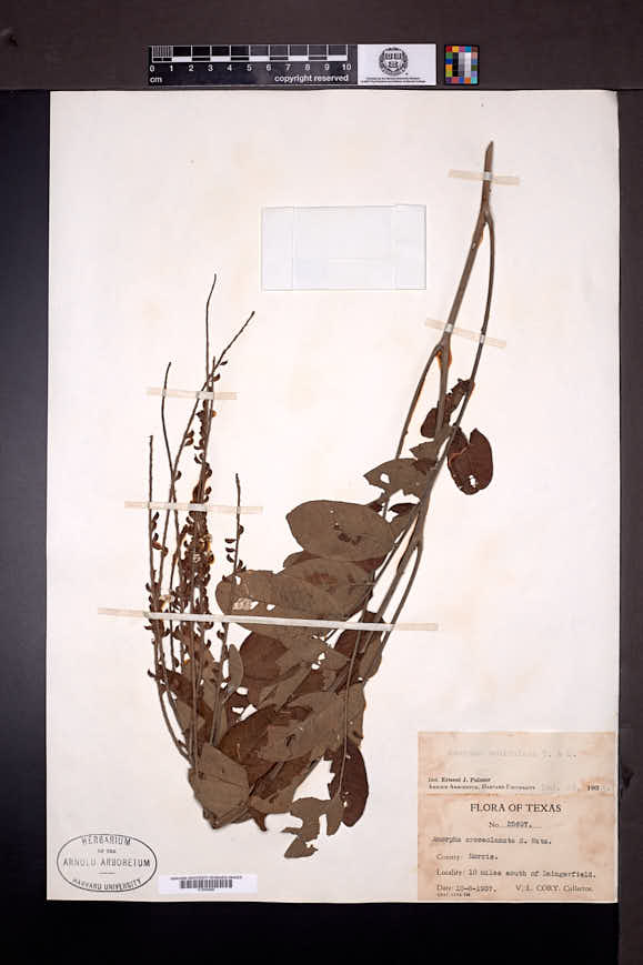 Amorpha paniculata image
