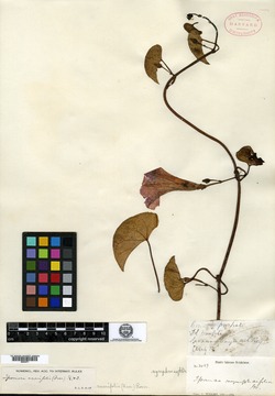 Ipomoea nymphaeifolia image
