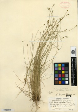 Carex harperi image