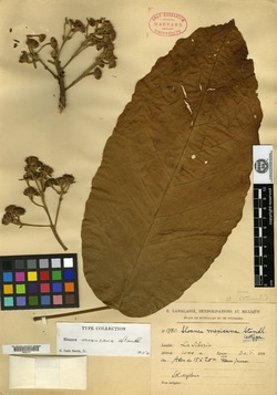 Image of Sloanea mexicana