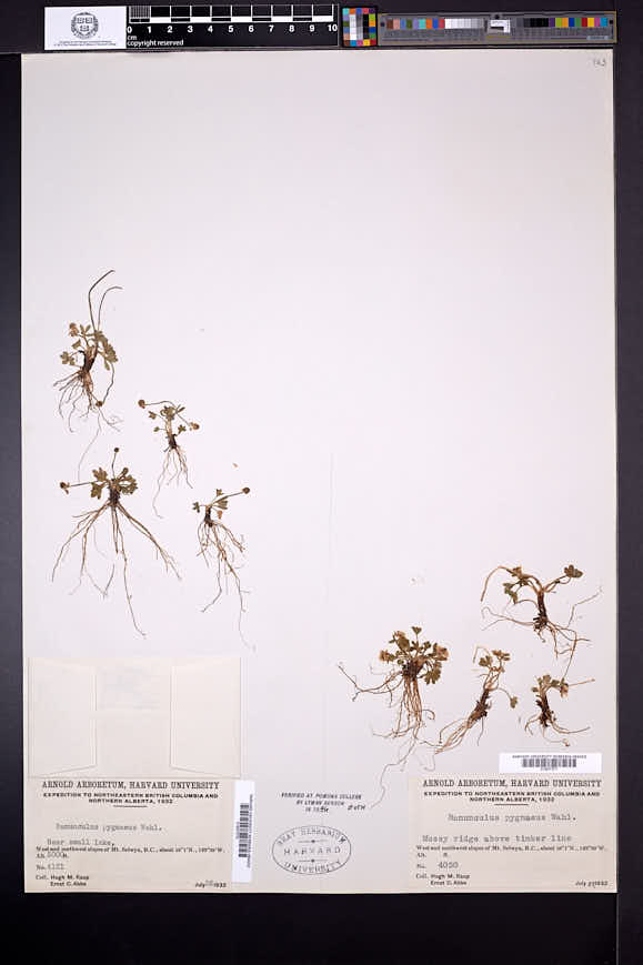 Ranunculus pygmaeus image