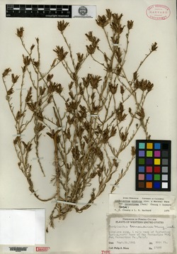 Image of Cordylanthus bernardinus