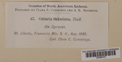 Usnocetraria oakesiana image