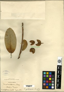 Image of Ficus trigonata
