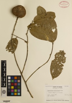 Image of Eschweilera integrifolia