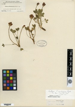 Trifolium montanense image