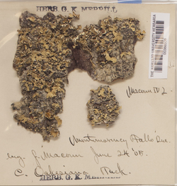 Usnocetraria oakesiana image