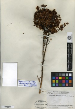 Image of Hypericum calcicola