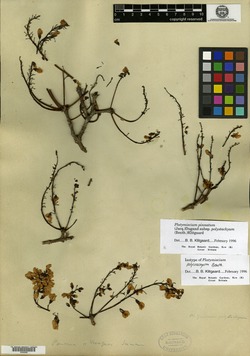 Image of Platymiscium pinnatum