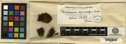 Schistidium apocarpum image