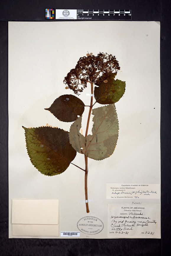 Hydrangea arborescens var. deamii image
