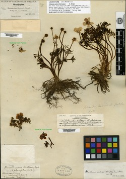Image of Ranunculus triternatus