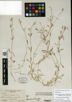 Image of Stellaria paludicola
