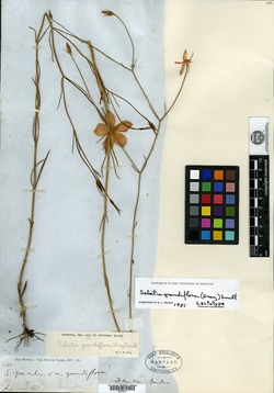 Sabatia gracilis image
