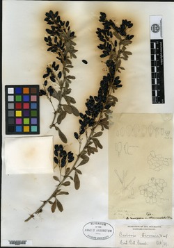 Image of Berberis laxiflora