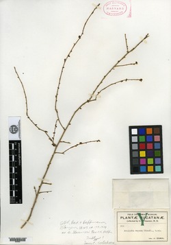 Acalypha gaumeri image