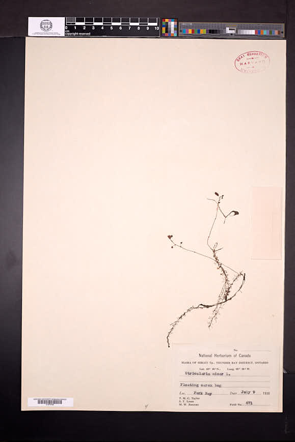 Utricularia minor image