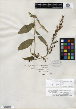 Lobelia × speciosa image
