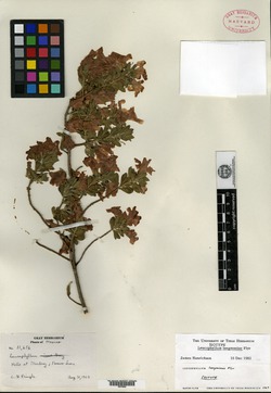 Leucophyllum langmaniae image