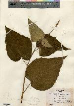 Croton vitifolius image
