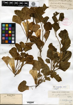 Image of Calystegia atriplicifolia