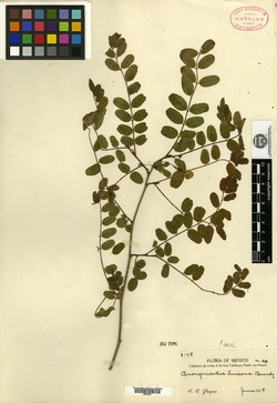 Image of Brongniartia luisana