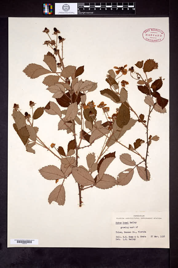 Rubus humei image